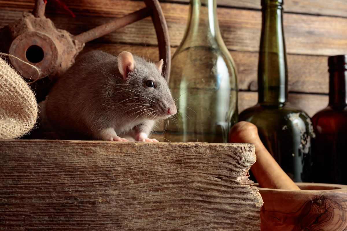 Las especias naturales de la cocina son una respuesta popular a la pregunta de cómo ahuyentar a los ratones y las ratas del hogar.
